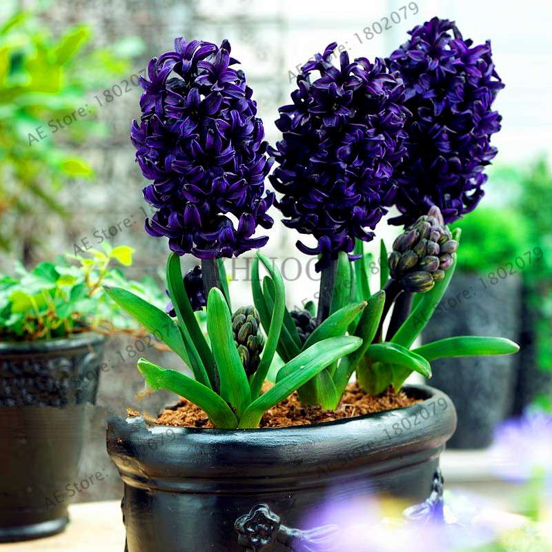 Hyacinth Seeds for Planting - Easy-Grow Potted Bonsai Flowers, Indoor/Outdoor Garden
