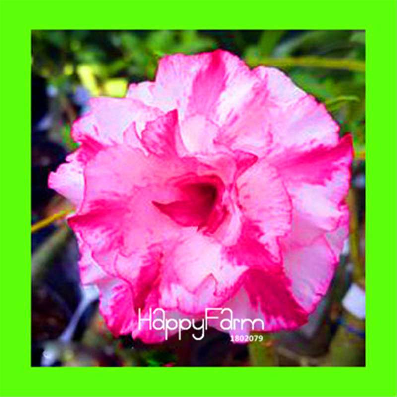 Desert Rose Seeds - Stunning Bonsai Flower for Garden, Balcony & Pots