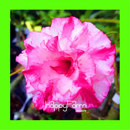 Desert Rose Seeds - Stunning Bonsai Flower for Garden, Balcony & Pots