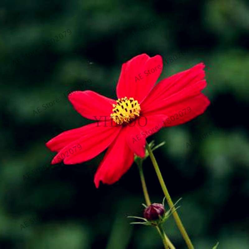 Cosmos Flower Seeds - Mixed Bonsai Seeds for DIY Home & Garden Planting - Easy Grow