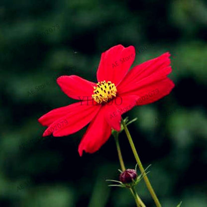 Cosmos Flower Seeds - Mixed Bonsai Seeds for DIY Home & Garden Planting - Easy Grow