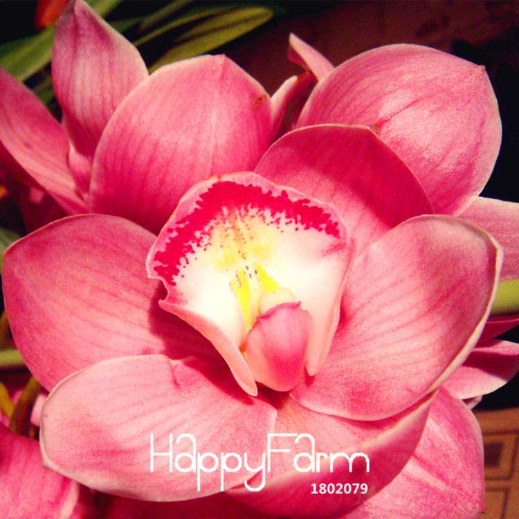 Pink Cymbidium Orchid Seeds - for Balcony Planting, Vibrant Potted Flower Seeds for Home Garden