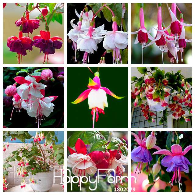 9 Vibrant Fuchsia Perennial Flower Seeds - DIY Potted Bell Flowers, Easy to Grow