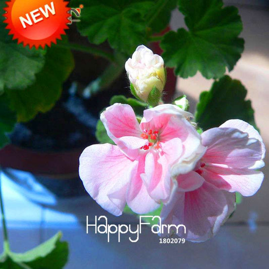 Pale Pink White Geranium Seeds - Perennial Pelargonium Peltatum Flower Seeds for Planting