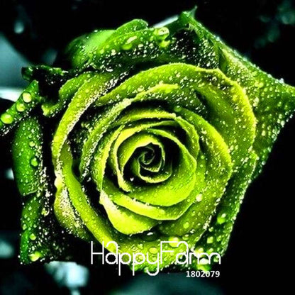 Golden Rose Seeds - Strong Fragrant Chinese Green Rose for Garden