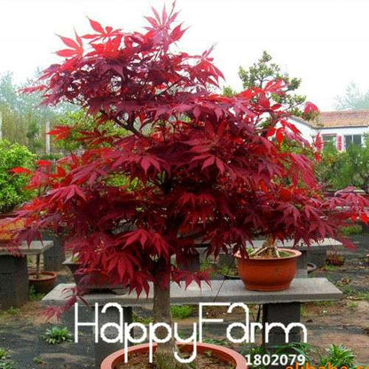 Red Maple Bonsai Seeds - Stunning American Maple Tree Seeds for Planting