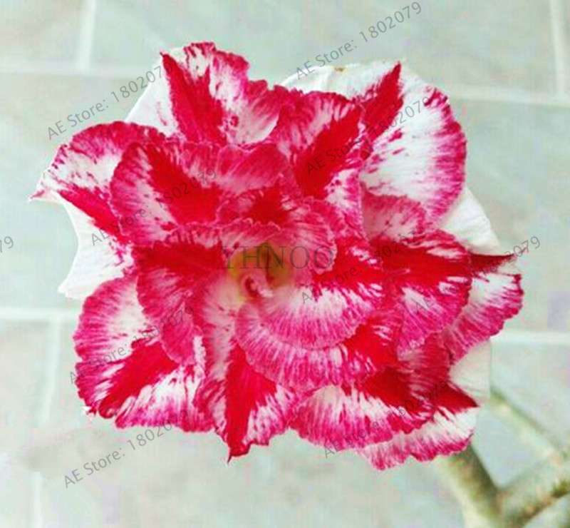 Exotic Mixed Colors Desert Rose Seeds - Fire Red Heart Bonsai, for Home Garden
