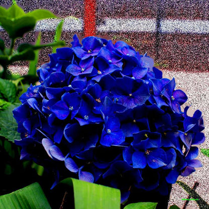 Hydrangea Seeds - Perennial Flowers for Wedding, Party, Home & Garden | Easy Grow Beautiful Blooms