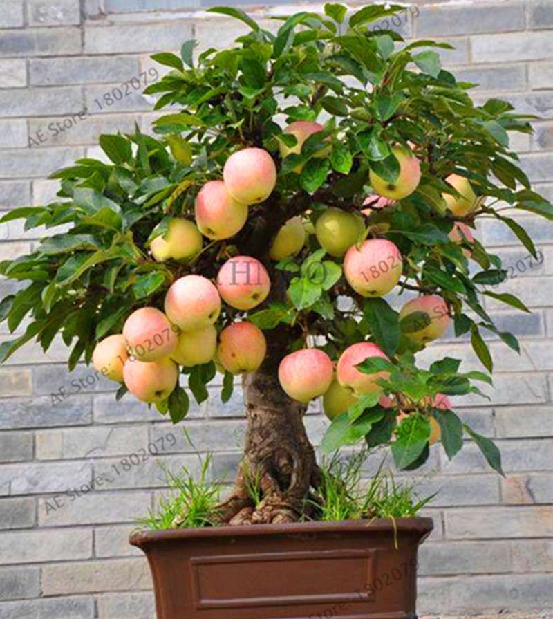 Dwarf Bonsai Apple Tree Seeds - Mini Fruit Seeds for Home Garden Planting | Fast-Growing