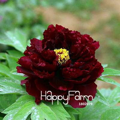 Yellow Peony Seeds for Planting - Potted Bonsai Flower Seeds for Home Garden
