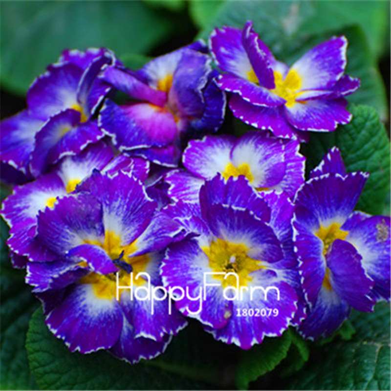 Rare Primrose Seeds (Primula malacoides) - Europe Bonsai Flower Seeds for Home Garden & Outdoor Planting