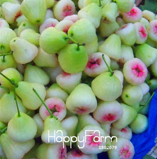 Rare Rose Apple Seeds for Planting - Easy Grow, Home Garden Fruit Seeds