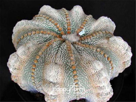 100% Authentic Conophytum Calculus Seeds - Rare Succulent & Lithops Fast US Shipping