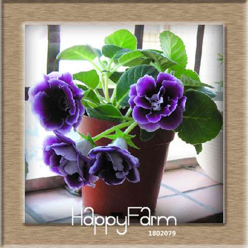 Vibrant 9-Color Gloxinia Seeds - Perennial Sinningia Speciosa, Bonsai & Balcony Flowers - USA-Grown