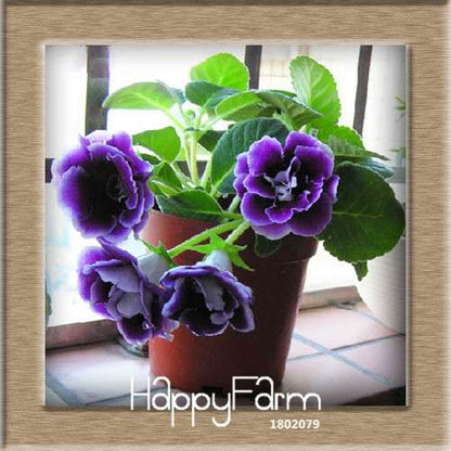 Vibrant 9-Color Gloxinia Seeds - Perennial Sinningia Speciosa, Bonsai & Balcony Flowers - USA-Grown