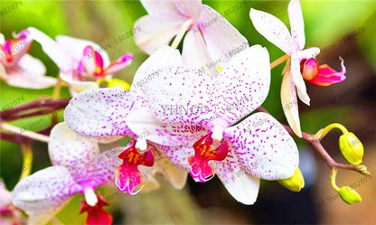 Rare Mixed Color Butterfly Orchid Seeds - Beautiful Bonsai Balcony Flowers for Garden Planting