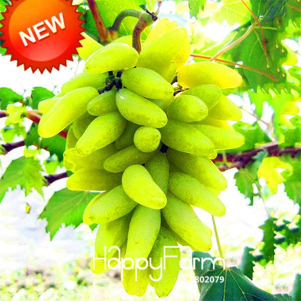 Rare Green Finger Grape Seeds - Sweet Natural Fruit, Home Gardening, Non-GMO