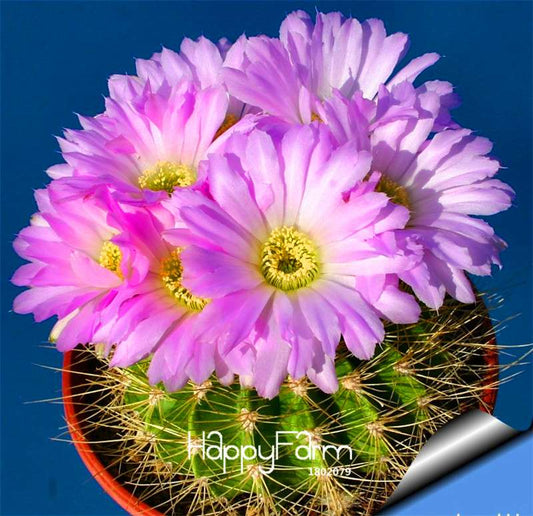 Rare Cactus Flower Seeds - Exotic Succulent Plants for Magical Home & Garden Decor