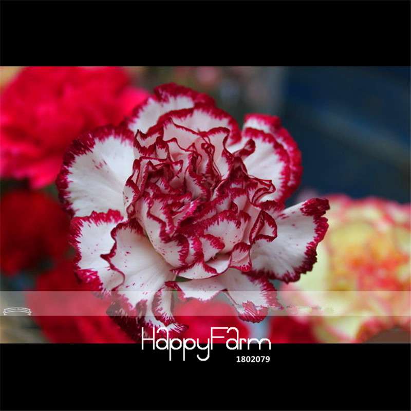 Carnation Seeds - 23 Rare Colors Including Black, Blue & Purple | Dianthus Caryophyllus Pack