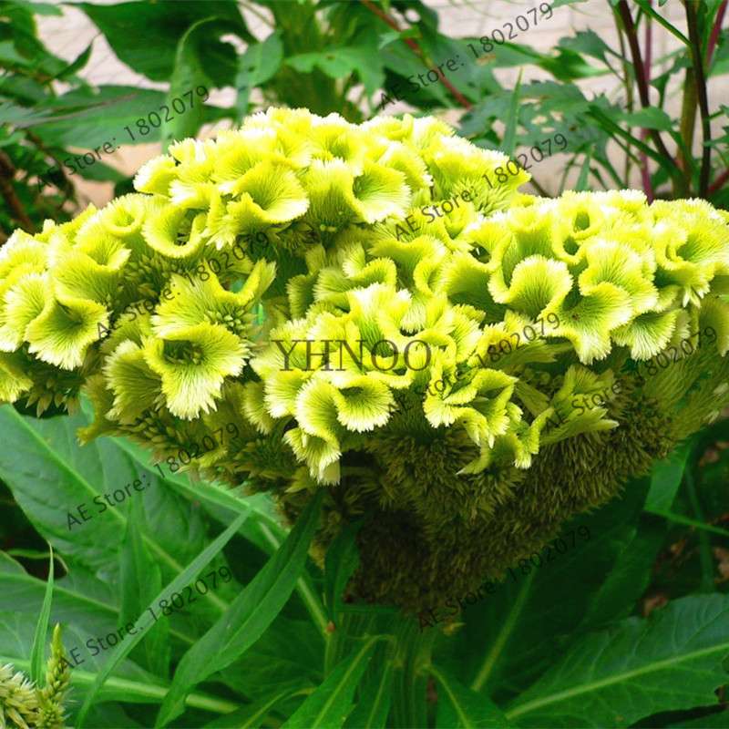 2025 Celosia Flower Seeds Mix Color - Cockscomb Seeds for Home Garden, Easy to Grow & DIY Planting