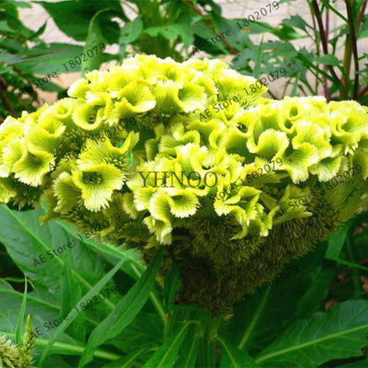 2025 Celosia Flower Seeds Mix Color - Cockscomb Seeds for Home Garden, Easy to Grow & DIY Planting