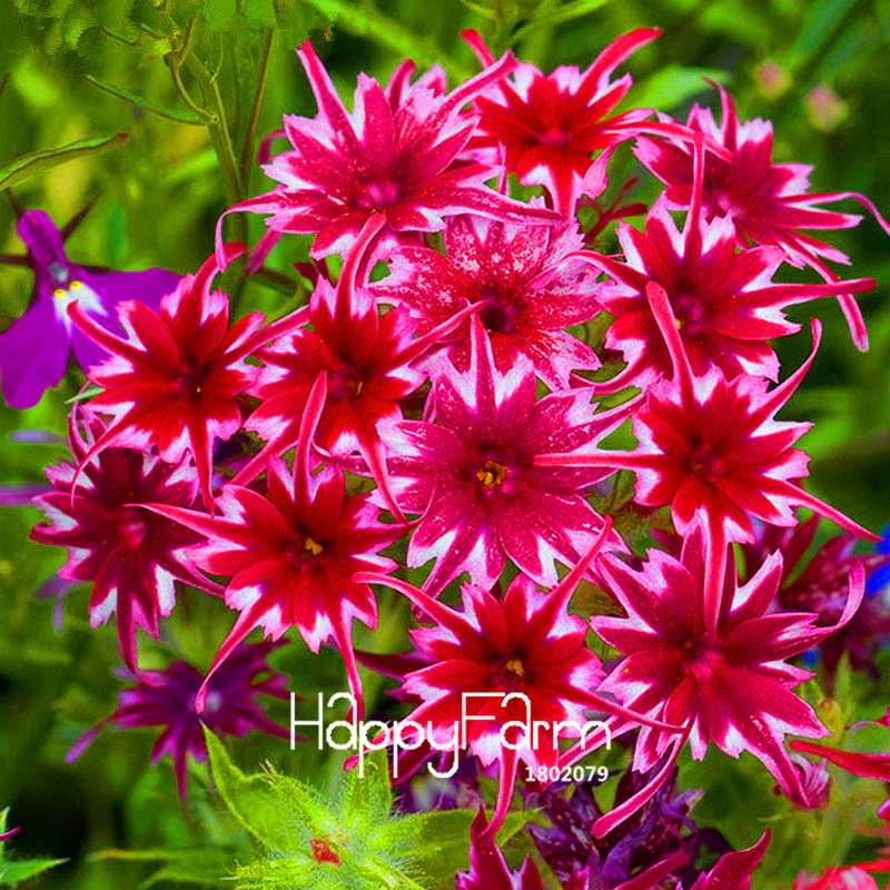 Phlox Drummondii Seeds - Twinkle Star Flower for Home & Garden | Fast-Growing, Vibrant Blooms