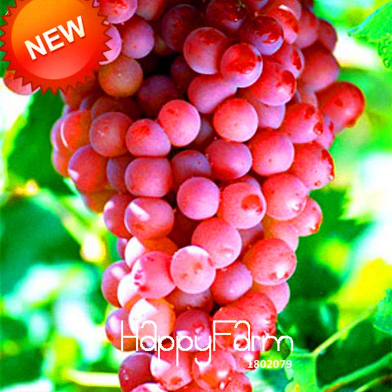 Rose Red Grape Seeds - Natural, Delicious Fruit Plants for Home Gardening