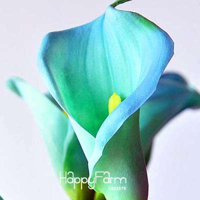18 Color Rare Calla Lily Seeds - High Germination Rate, Fast US Shipping