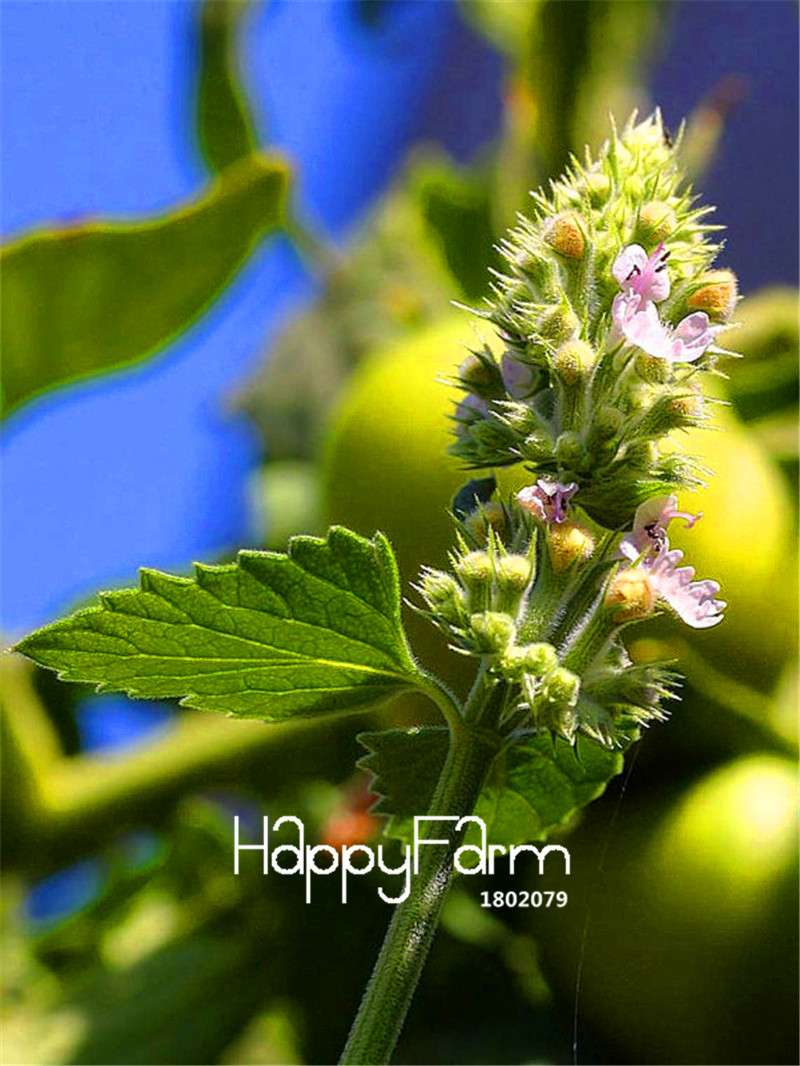 Catnip Seeds - Nepeta Cataria for Home Gardening, Bonsai & Balcony Flower Pots | Fast Shipping