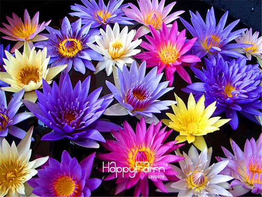 Colorful Water Lily Seeds - Easy to Grow Bonsai Potted Plants for Garden | Assorted Flower Seeds