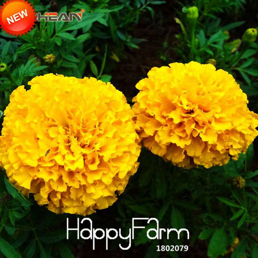 Yellow Petals Maidenhair Flower Seeds - Premium Garden Chrysanthemum & Marigold Bonsai Seeds for Planting