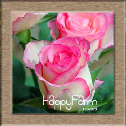 Rare White Red Edge Rose Seeds - for Balcony, Indoor & Garden Planting | Fresh Potted Flower Seeds