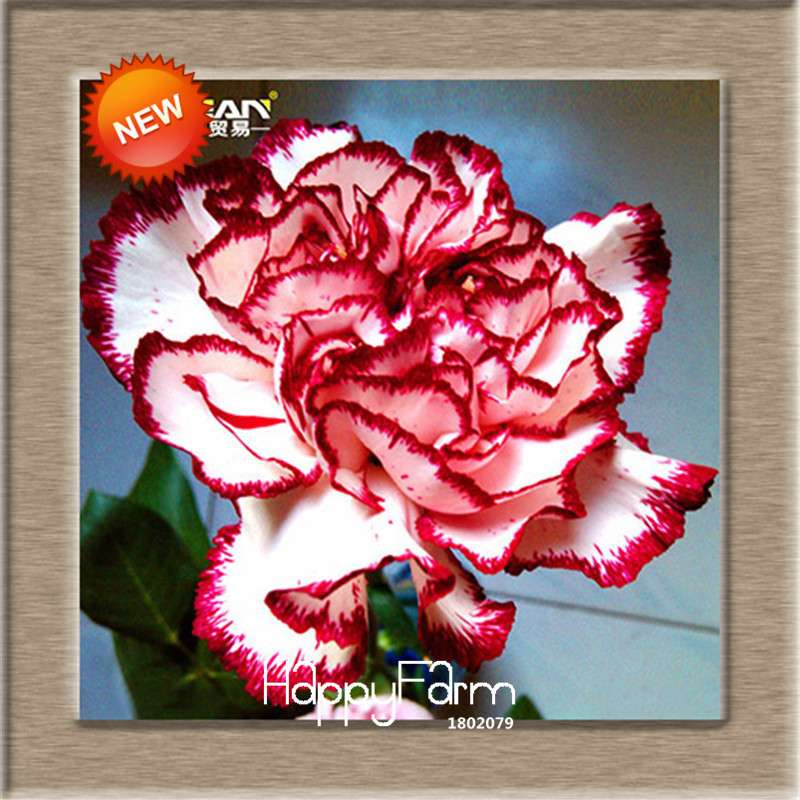 16 Colors Dianthus Caryophyllus Flower Seeds, Balcony Potted Garden Plants, Carnation Seeds for Home & Courtyard