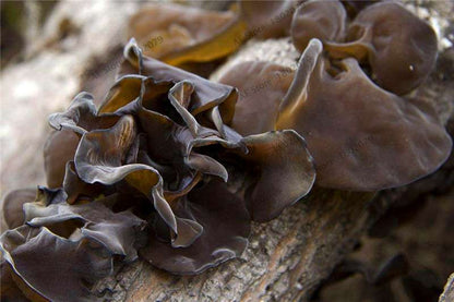 Rare Mushroom Seeds - Organic, Exotic & Superfood for DIY Health & Wellness - Non-GMO