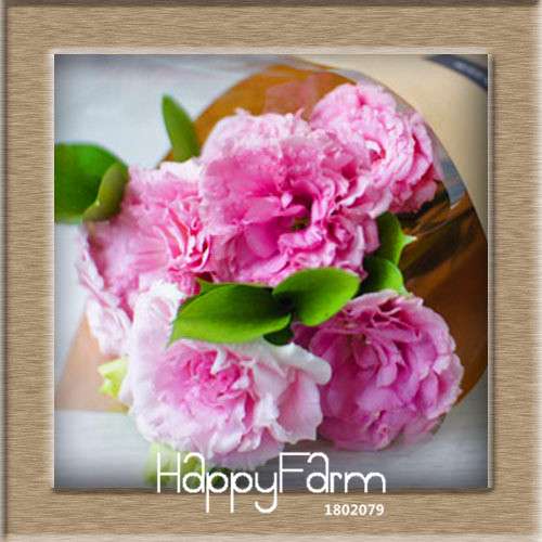 7 Color Lisianthus Seeds - Perennial Flowering Plants for Pots, Gardens | Eustoma Seeds