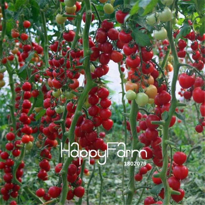 Rainbow Tomato Seeds - Organic Bonsai Veggie & Fruit Seeds for Home Garden, Non-GMO, Easy Grow