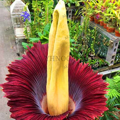 Corpse Flower Seeds - Titan Arum Bonsai for Home Garden, Rare Exotic Plant