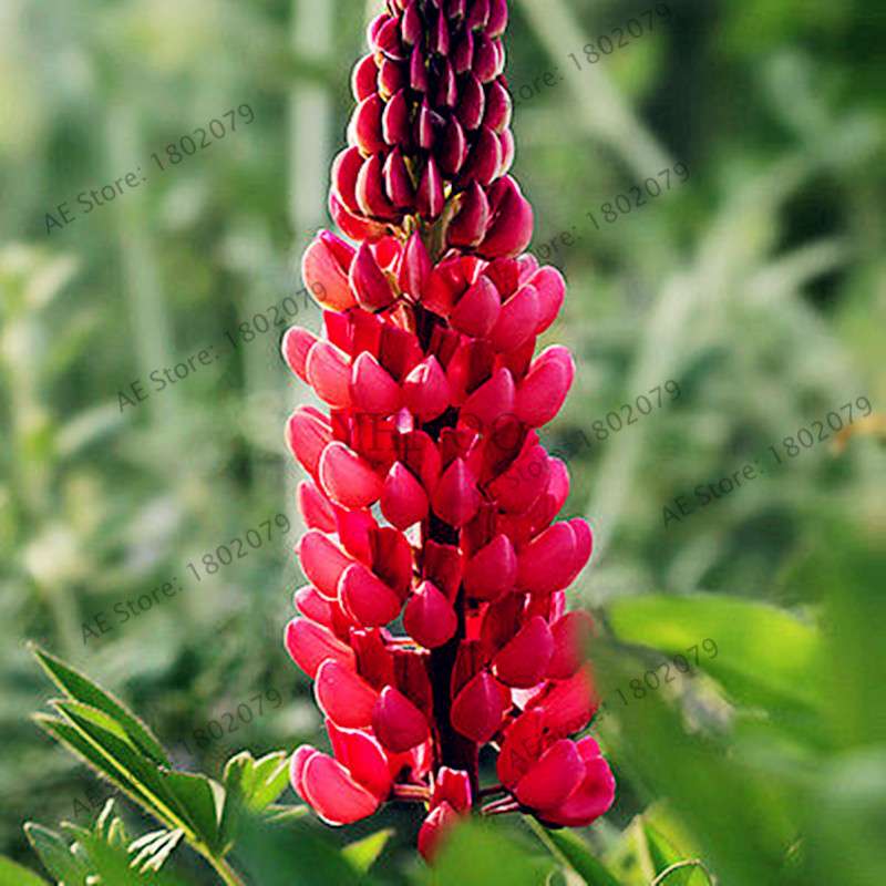 Rainbow Lupine Seeds - Colorful, Easy to Grow Flower Seeds for Garden | Fast Shipping