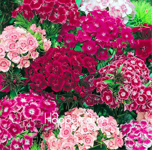 Sweet William Seeds - Rare Color Flower Seeds for Home Garden Planting, DIY Landscaping