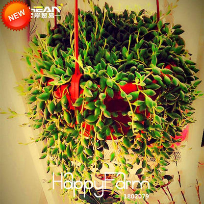 Pearl Chlorophytum Seeds - Air-Purifying Indoor Plants, Easy-Grow Bonsai for Home & Garden