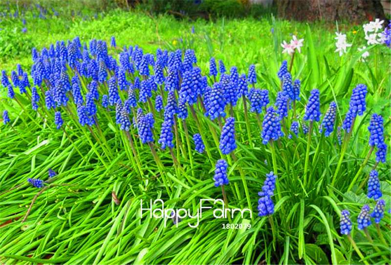 Blue Violet Grape Hyacinth Seeds - Vibrant Potted Flowers for Garden & Home Decor | Fast US Shipping