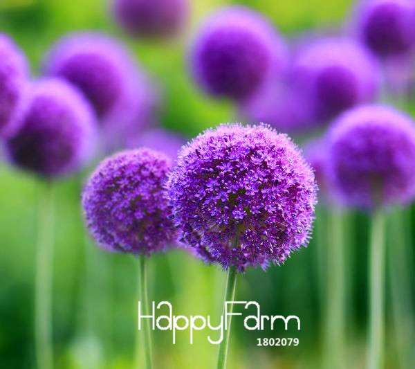Purple Onion Seeds for Planting - Grow in Garden, Pots & Courtyard - Fresh Home Gardening Supplies