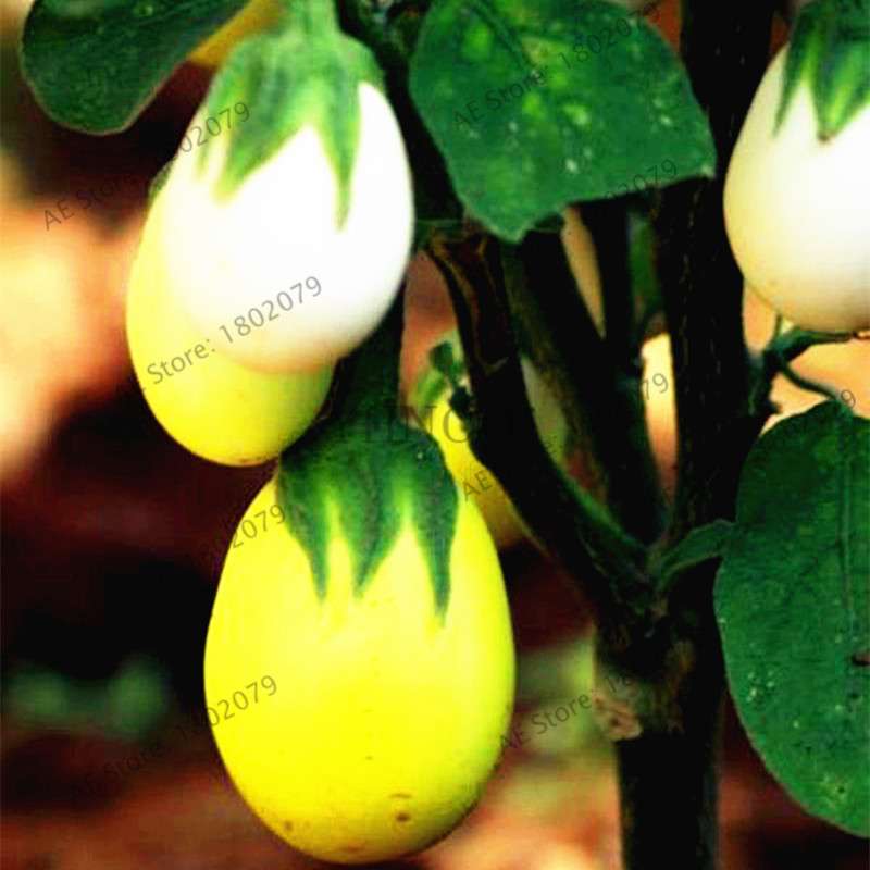 Organic White Tomato Seeds - Non-GMO, Heirloom Vegetable Seeds for Home Garden Planting