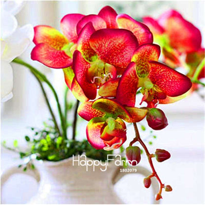 Phalaenopsis Orchid Seeds - Premium Bonsai Flower Seeds for Home & Indoor Garden Planting