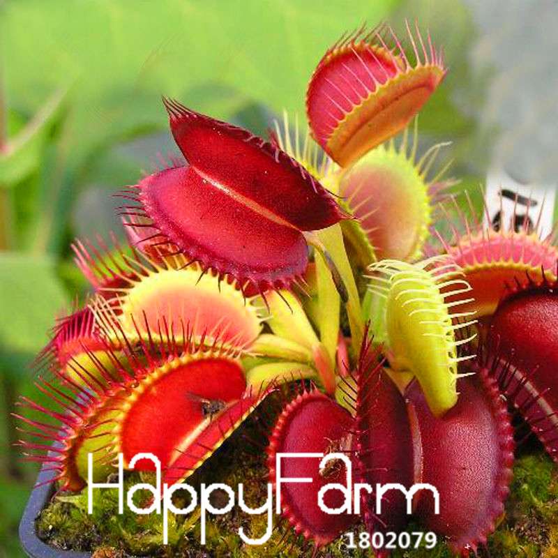 Venus Flytrap Seeds - Carnivorous Bonsai Plant for Garden, Terrarium & Home | 3 Varieties