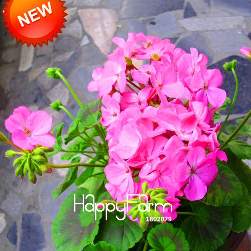 Pink Geranium Seeds - Perennial Pelargonium Peltatum Flower Seeds for Planting