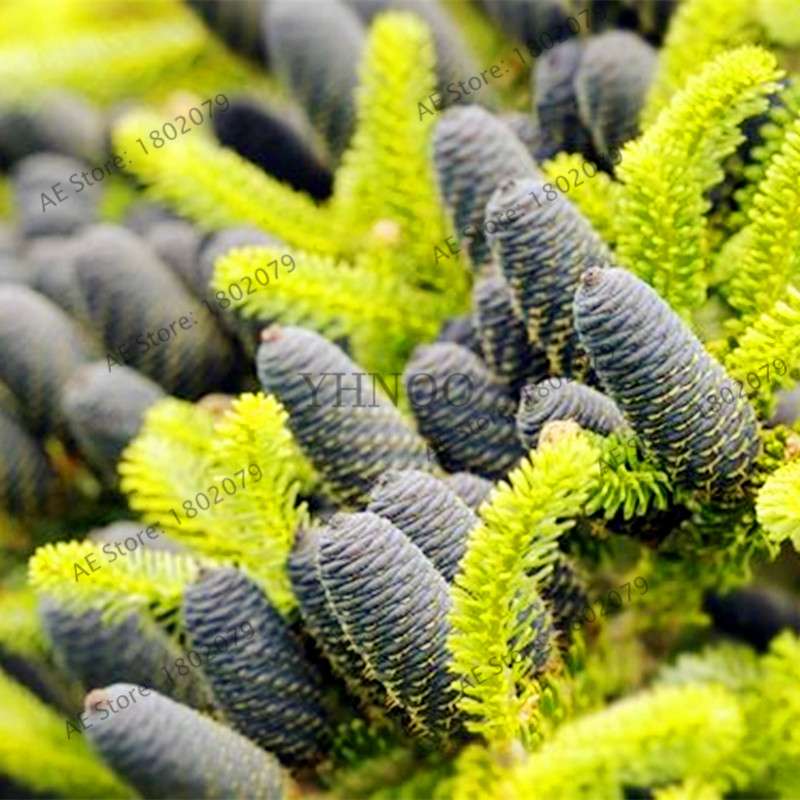 Korean Fir Seeds (Abies koreana) - Year-Round Bonsai Tree Planting, DIY Home Garden Decor & Landscaping