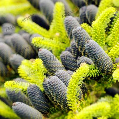 Korean Fir Seeds (Abies koreana) - Year-Round Bonsai Tree Planting, DIY Home Garden Decor & Landscaping