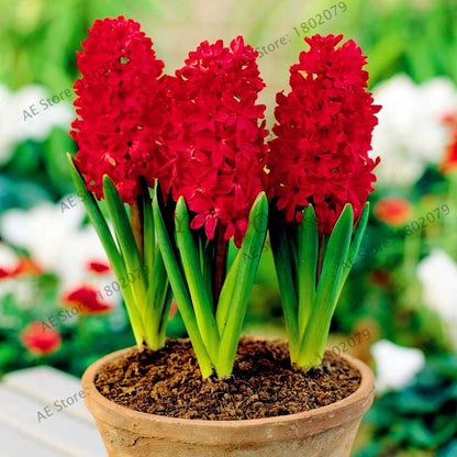 Hyacinth Seeds for Planting - Easy-Grow Potted Bonsai Flowers, Indoor/Outdoor Garden