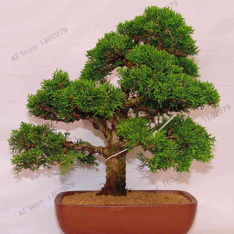 Genuine Juniper Bonsai Trees | Potted Office Plants, Air Purifying, Seeds Included (USA Shipping)